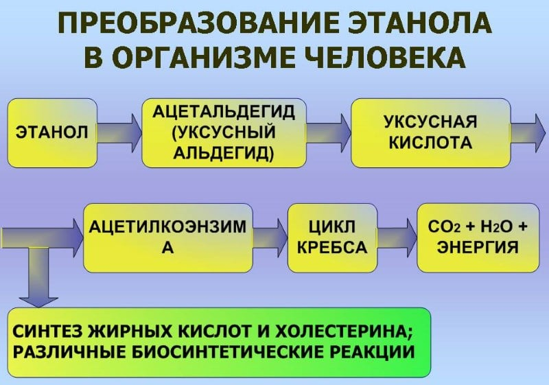 сколько выводится алкоголь из организма